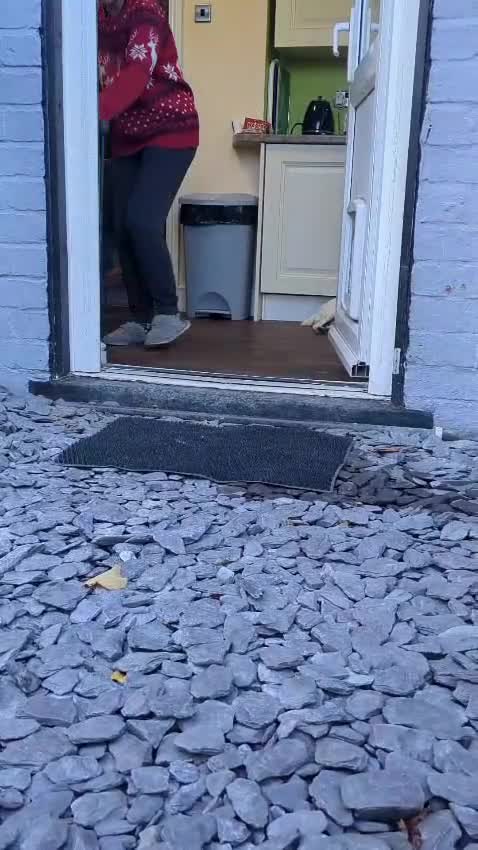 Cocker Spaniel dogs for sale: Our last pup - Ready now - KC Reg cocker spaniel! - Video 1