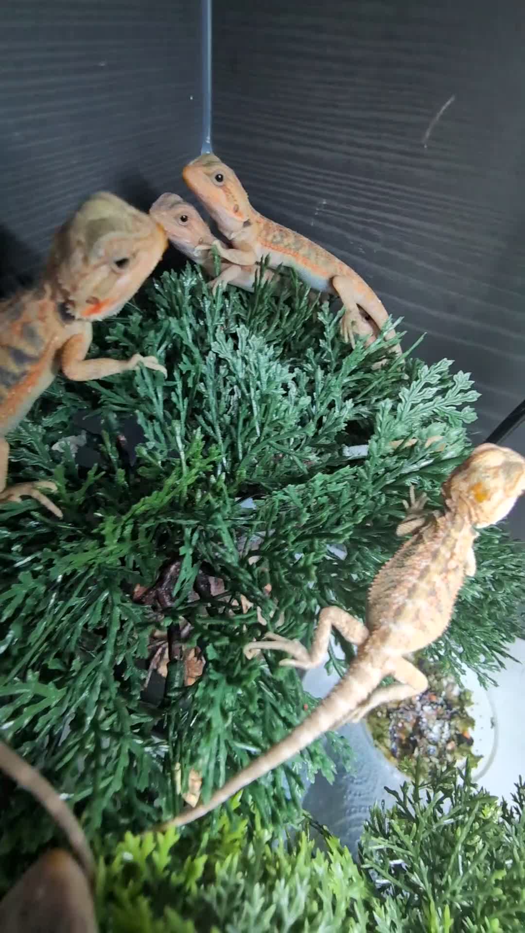 Bearded Dragon reptiles for sale: Hand tame in Pontypool - Video 2