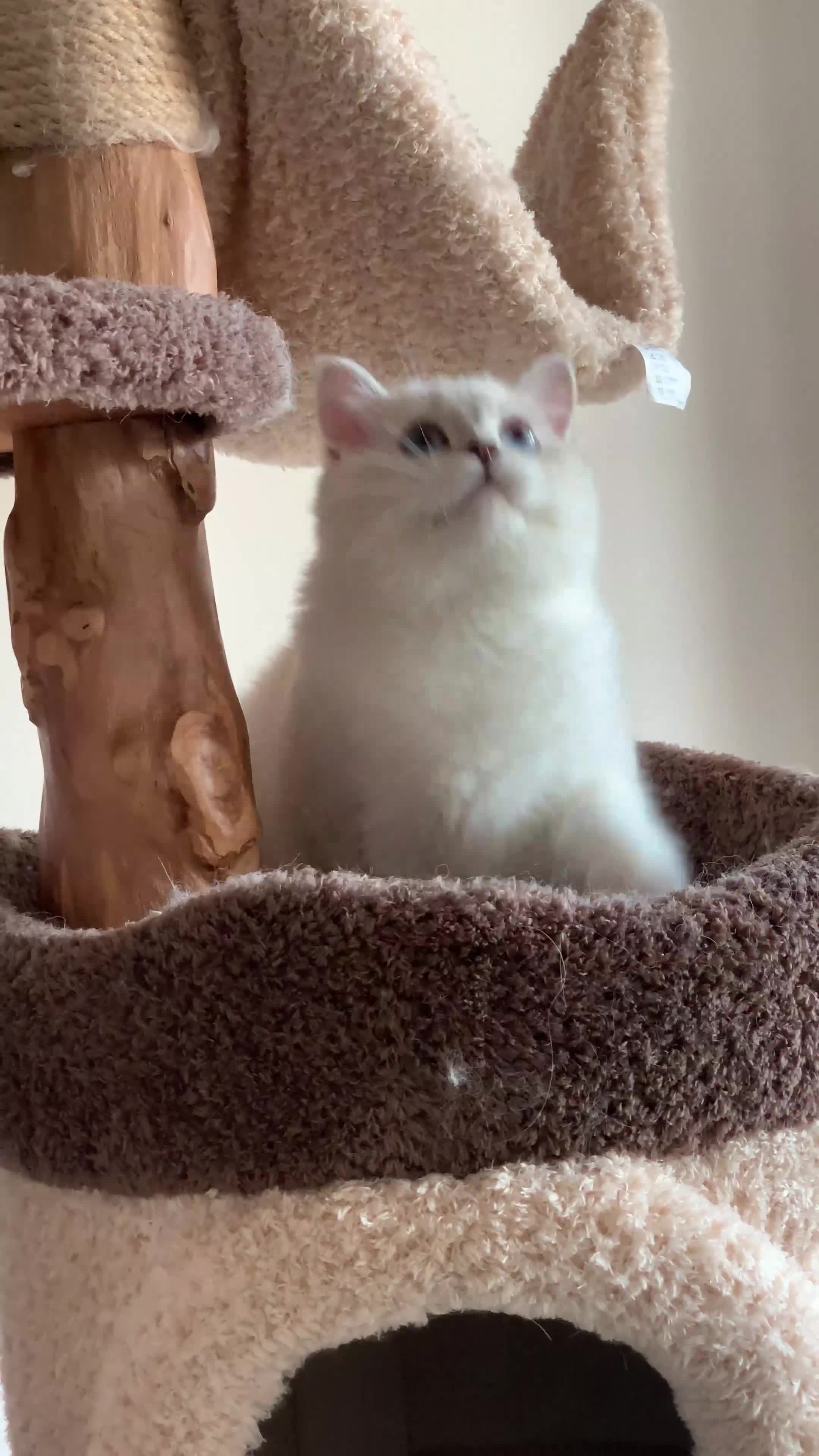 British Longhair cats for sale: Three-month-old British Longhair cat - Video 3