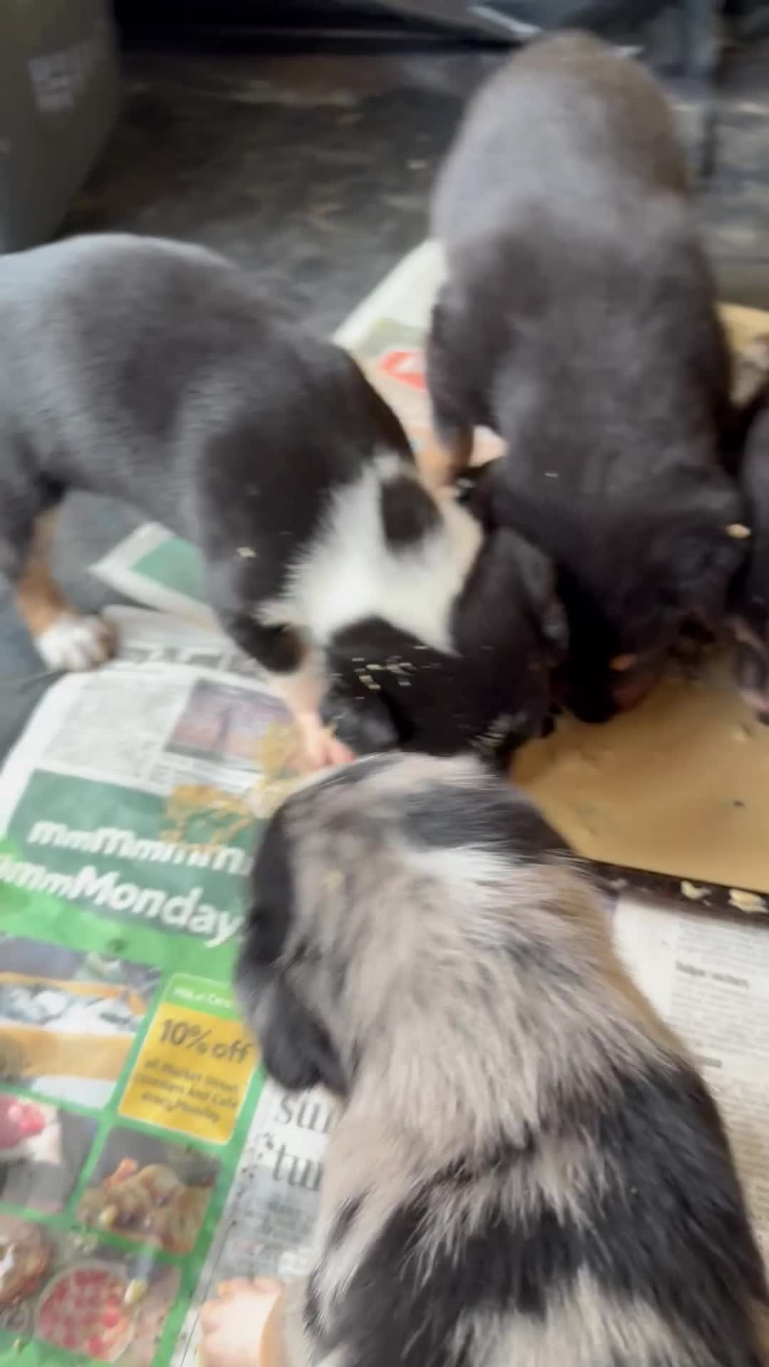 Mixed Breed dogs for sale: collie x Huntaway  pups one boy left  - Video 4