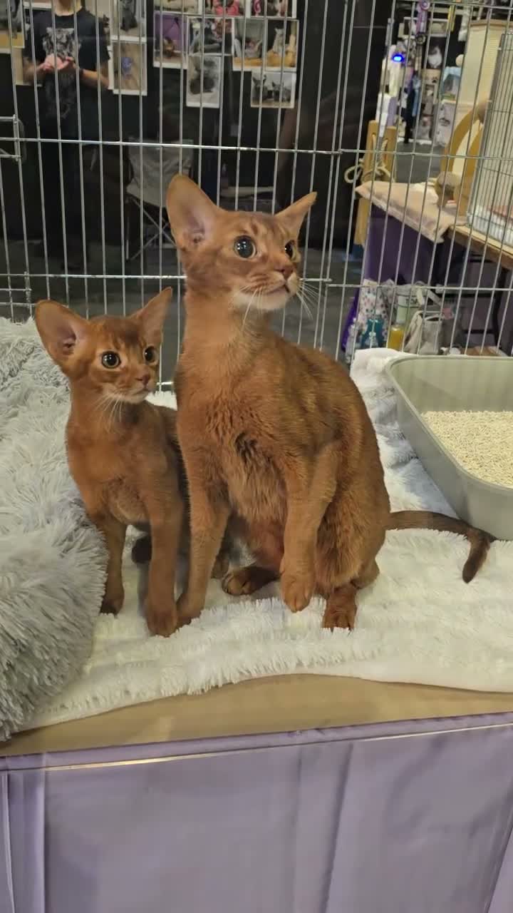 Abyssinian cats for sale: Stunning Abyssinian baby - Video 1
