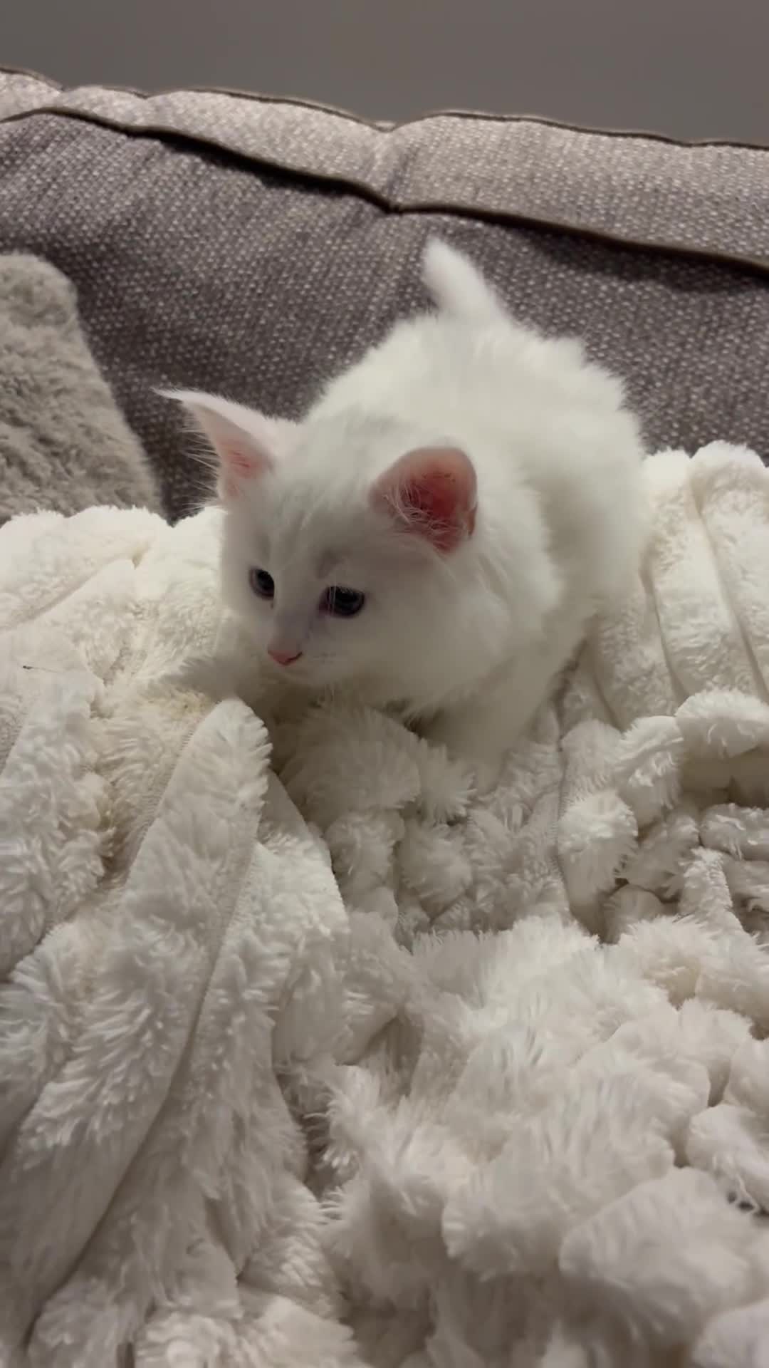Maine Coon cats for sale: Maine coon kitten Female Snow White  - Video 1
