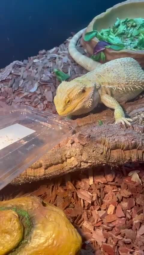 Bearded Dragon reptiles for sale: Bearded dragon - Video 2
