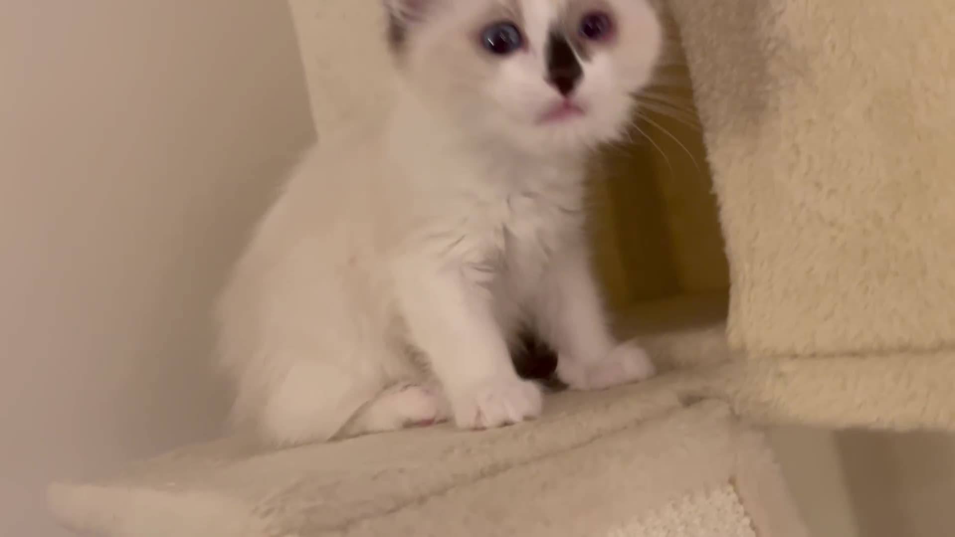 Ragdoll cats for sale: Pure Ragdoll kittens for sale london  - Video 1