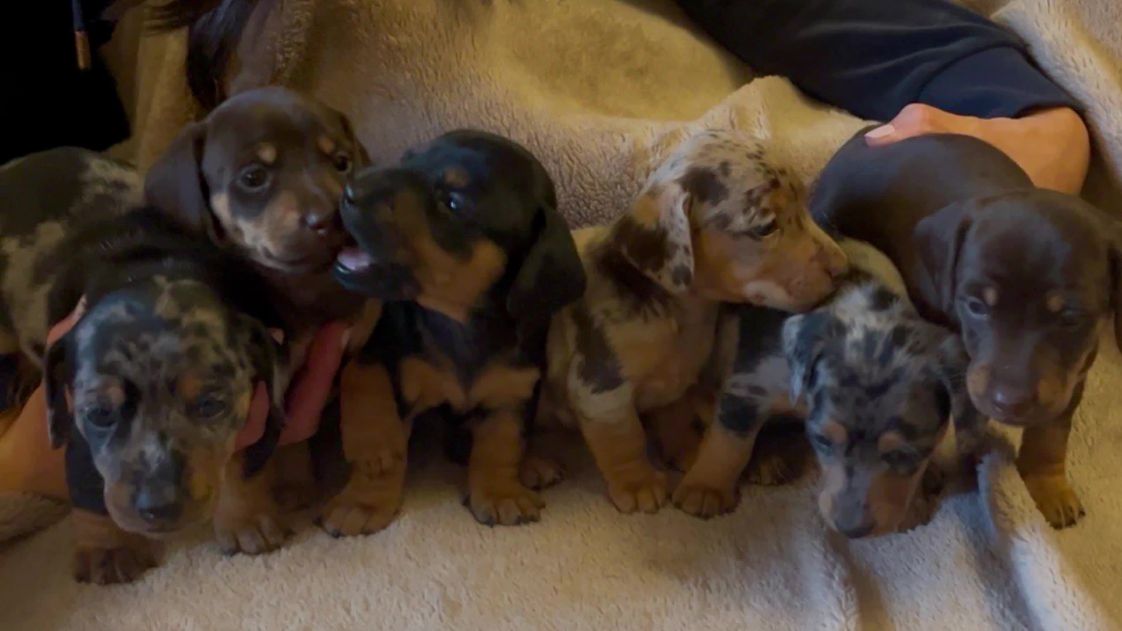 Jackshund dogs for sale: Stunning Homebred Miniature Jackshunds - Video 5