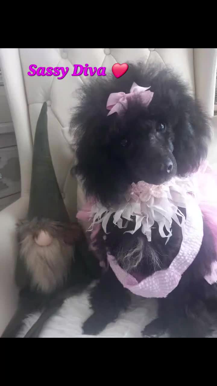 Toy Poodle dogs for sale: *REDUCED*1 WHITE BOY, 1 BLACK GIRL TOY POODLES in Colwyn Bay - Video 1