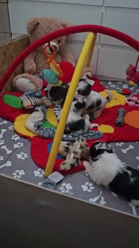 Yorkshire Terrier dogs for sale: 4 Adorable Yorkshire terrier pups  - Video 2