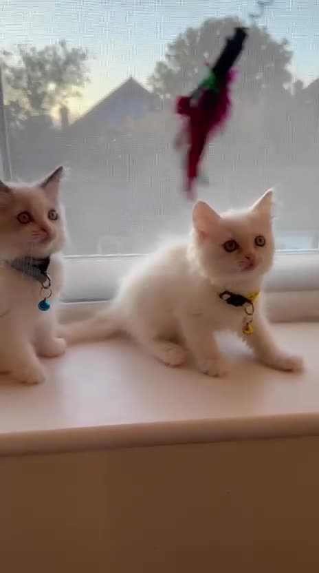 Ragdoll cats for sale: Adorable Blue-Eyed Ragdoll Kittens - Video 3