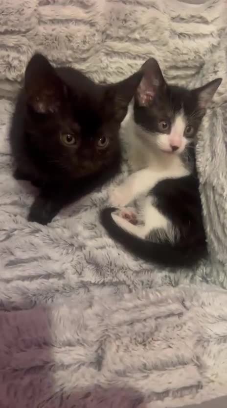 Mixed Breed cats for adoption: Rescue kitten Joshie needs home of his own - Video 1