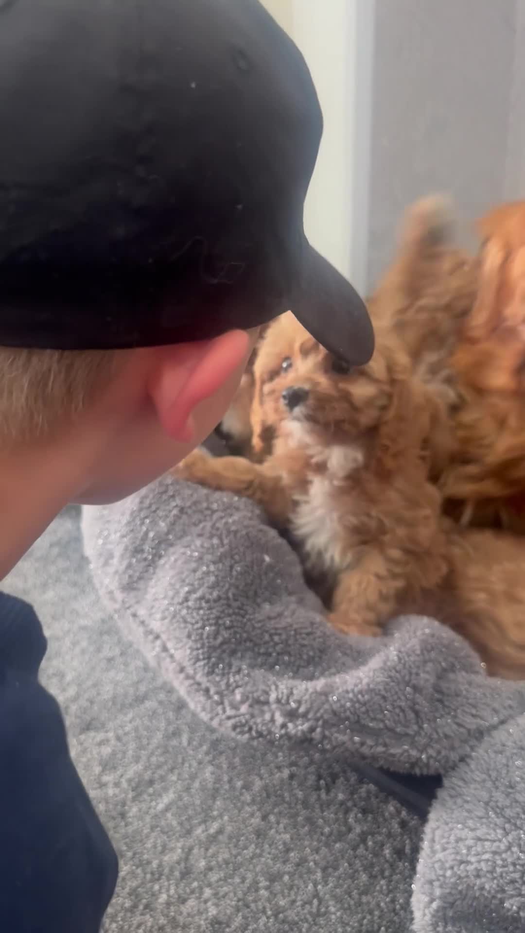 Cavapoo dogs for sale: Gorgeous F1 Cavapoo Pups Ready for Loving Homes 🐾 - Video 2