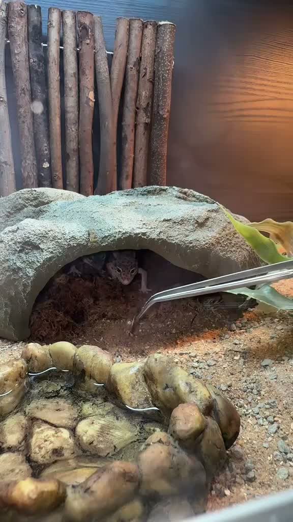 Leopard Gecko reptiles for sale: Two Female Leopard Geckos for Sale - Video 1