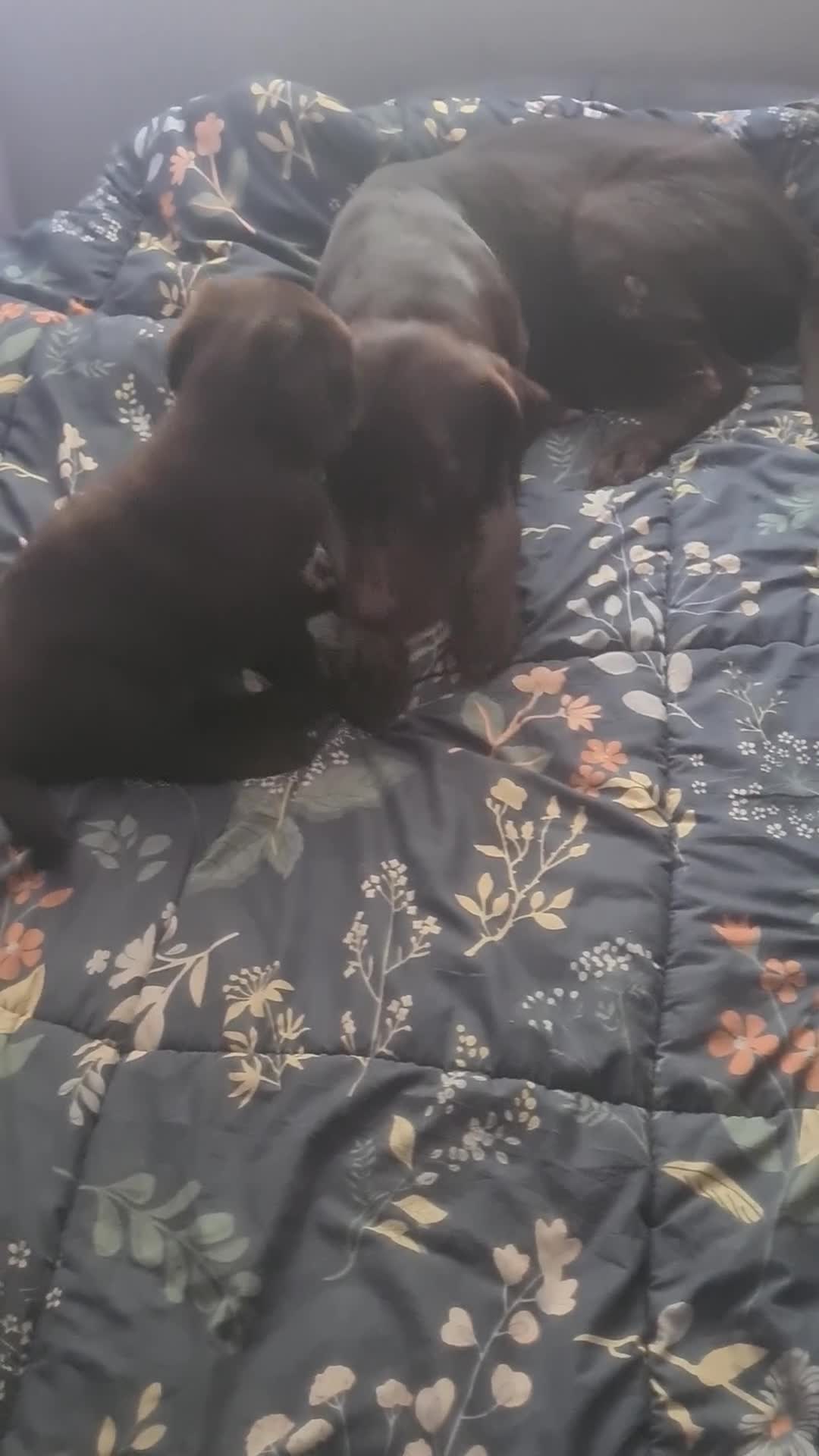 Labrador Retriever dogs for sale: Chocolate Labradors - Video 1