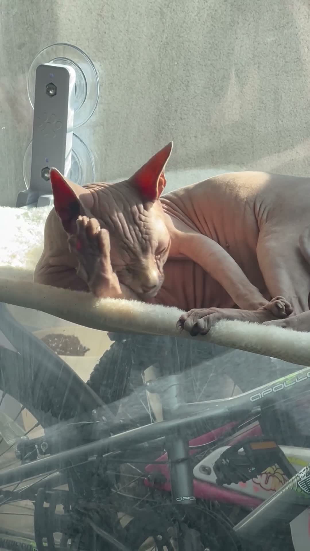 Sphynx cats for sale: Mr Nhim in London - Video 1