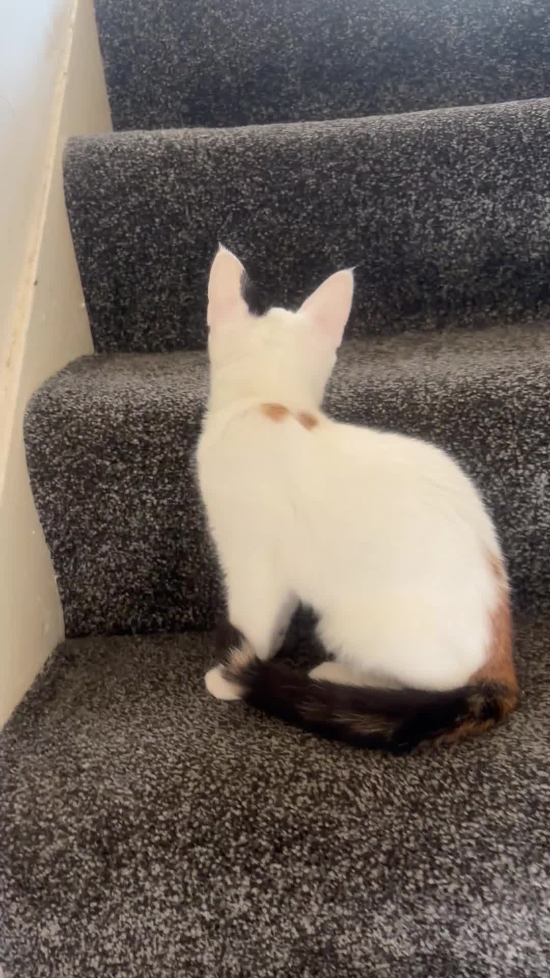 Mixed Breed cats for sale: 3 kitten rehoming - Video 1