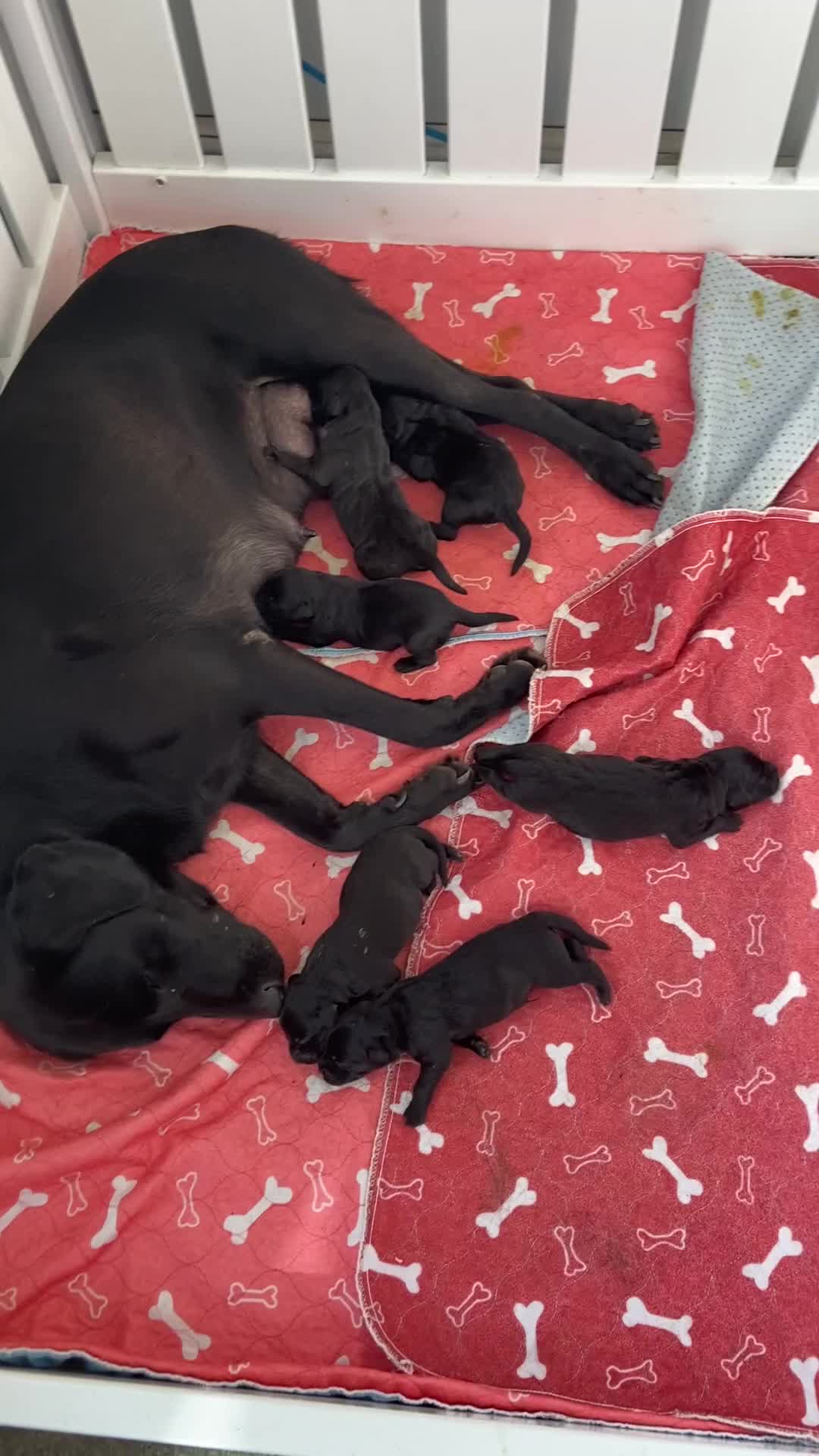 Labrador Retriever dogs for sale: Pedigree foxred labs for sale 7 boys and 1 female  - Video 1