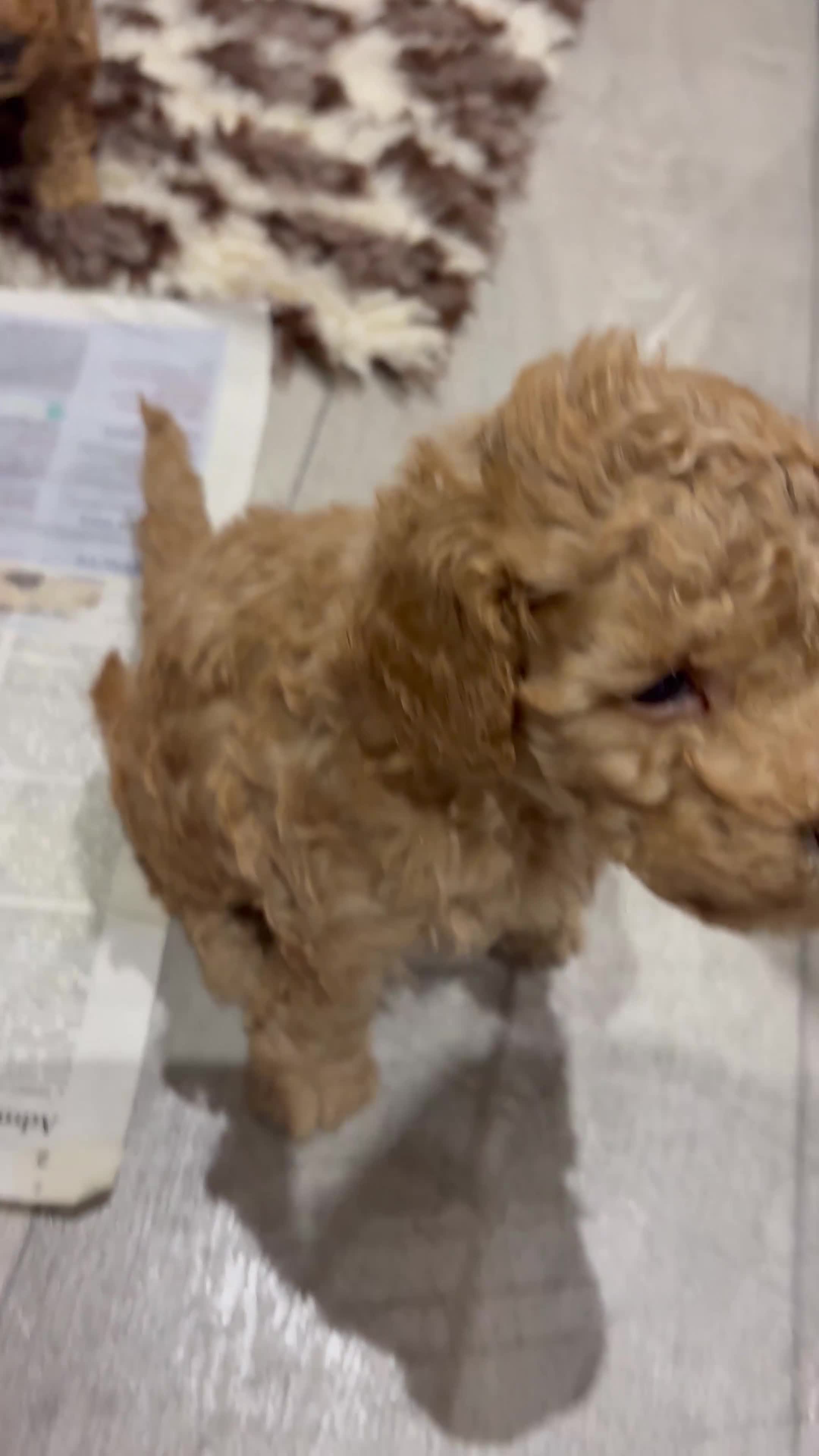 Toy Poodle dogs for sale: Beautiful toy poodle puppy bitch available  - Video 1
