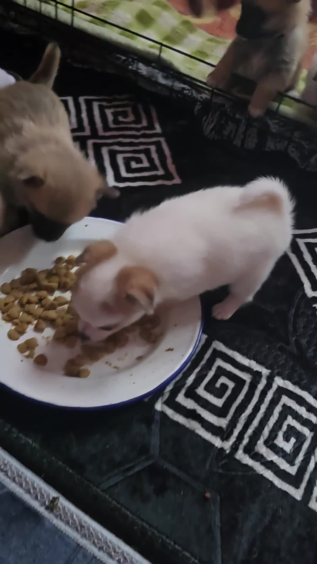 Pomchi dogs for sale: Beautiful Pomchi Puppy's ❤️  - Video 3