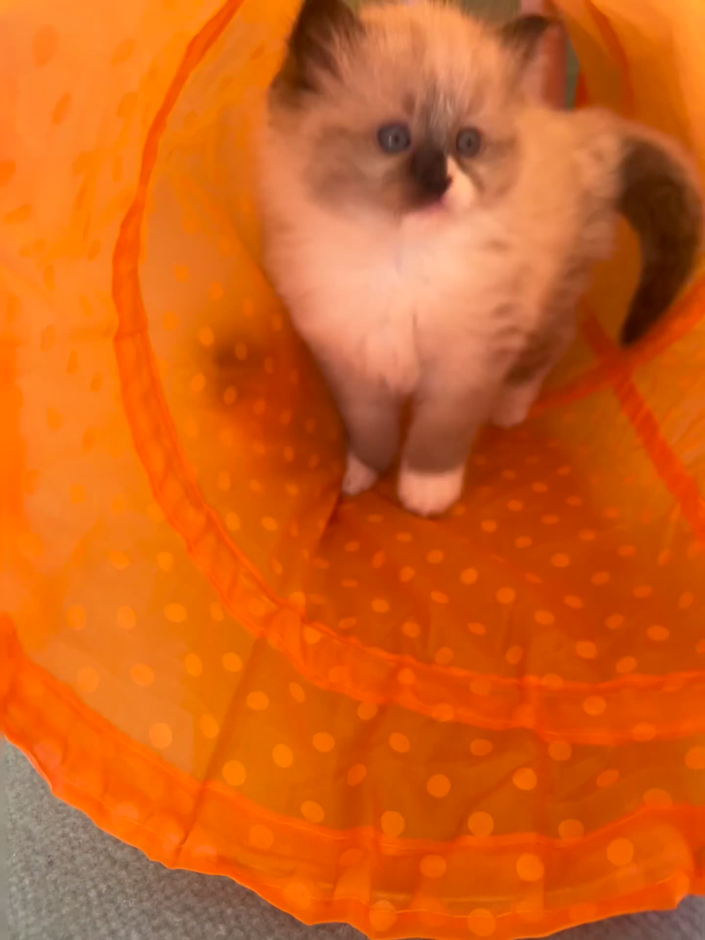 Ragdoll cats for sale: Ragdoll kittens  in Doncaster - Video 3