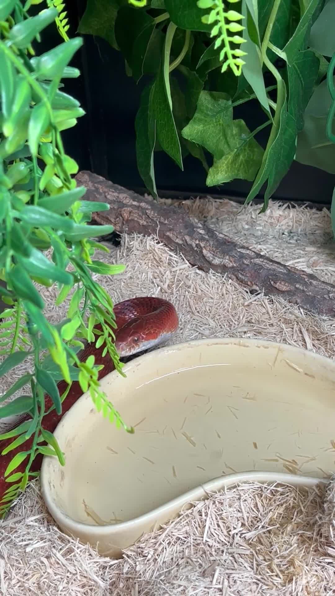 Corn Snake reptiles for sale: Corn snake with Vivarium  in Wirral - Video 1