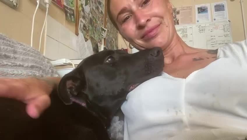 Mixed Breed dogs for adoption: Captain - Video 1