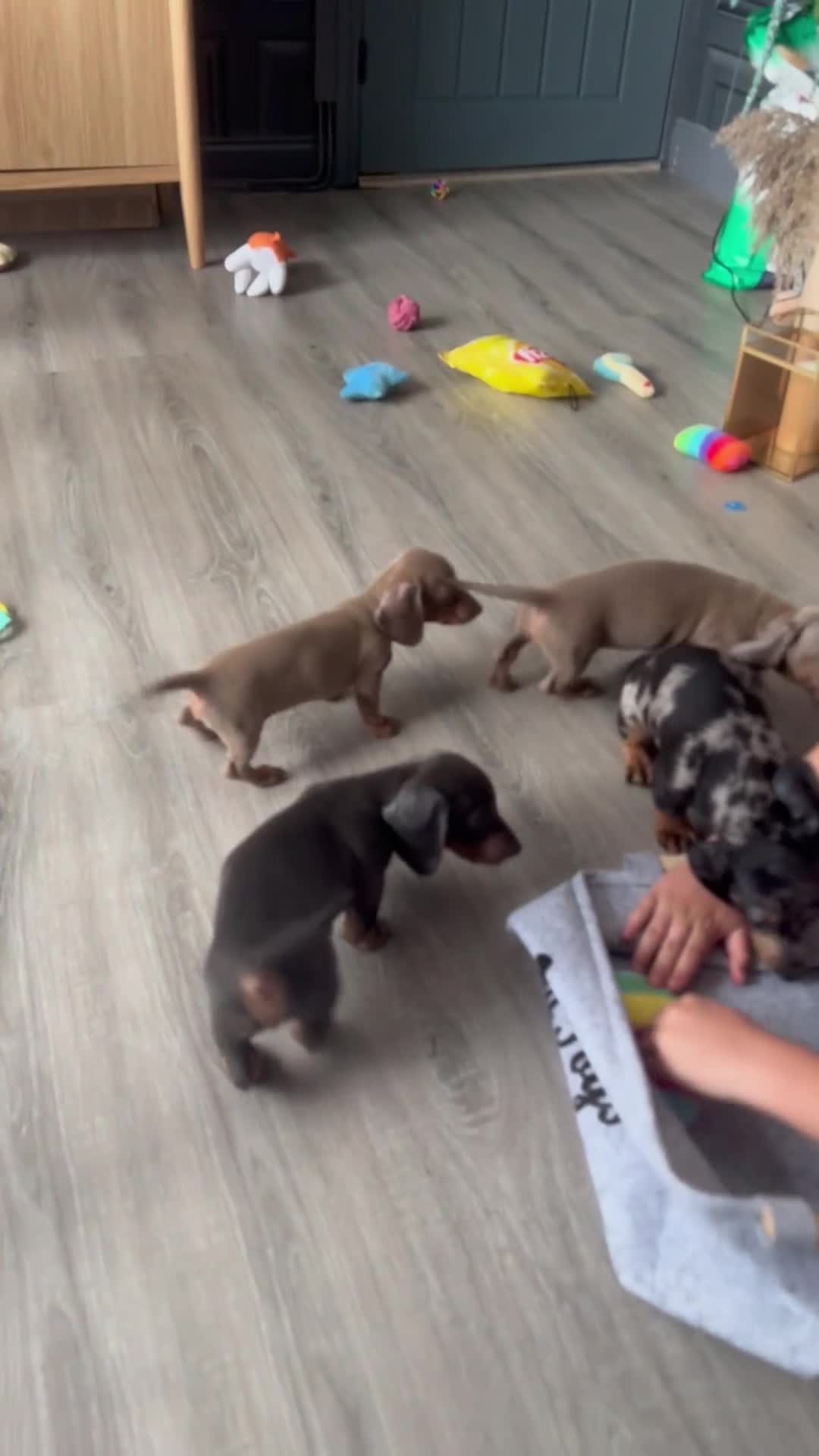 Miniature Dachshund dogs for sale: READY NOW MINI DACHSUND PUPS !!! - Video 1
