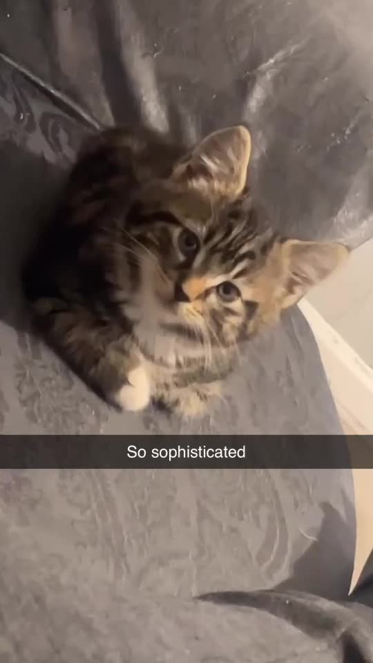 Siberian cats for sale: Gorgeous Male Kitten Ready to go. - Video 2