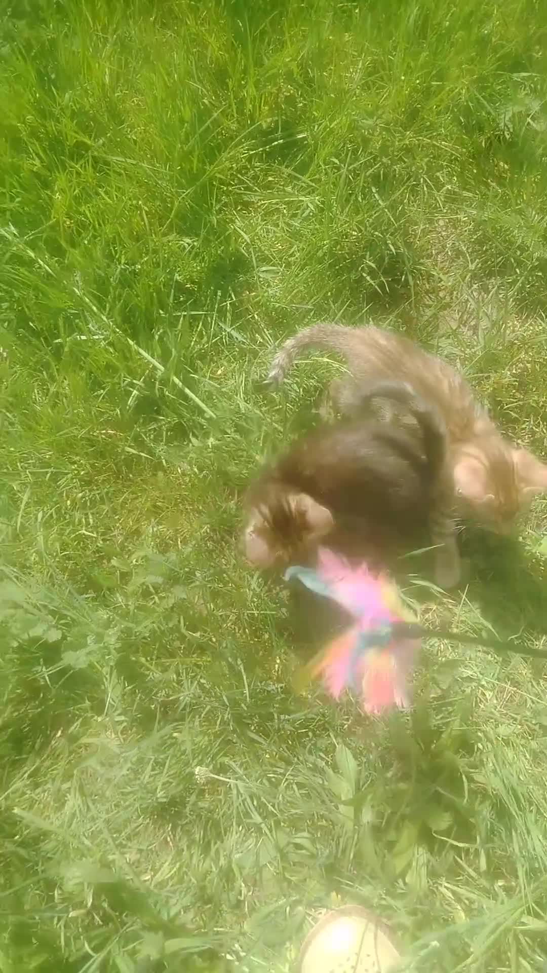 Bengal cats for sale: Bengal beatiful kittens ready for new home 🐱🏠🐾  - Video 1