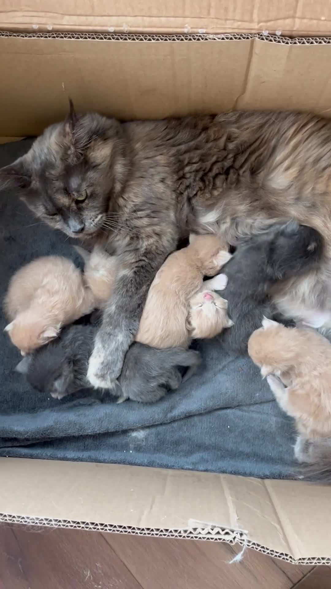 Maine Coon cats for sale: Stunning Maine coons - Video 1