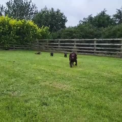 Cocker Spaniel dogs for sale: Cocker Spaniel - Video 2