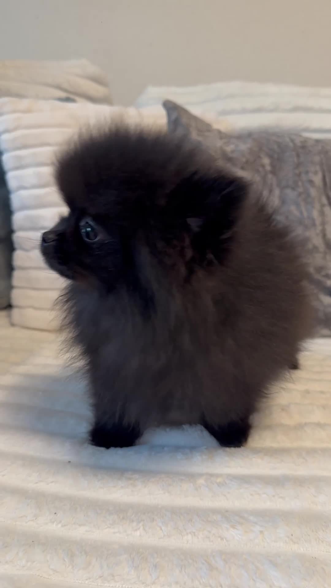 Pomeranian dogs for sale: Beautiful Pomeranian girl ! Only one left 🐶  - Video 2