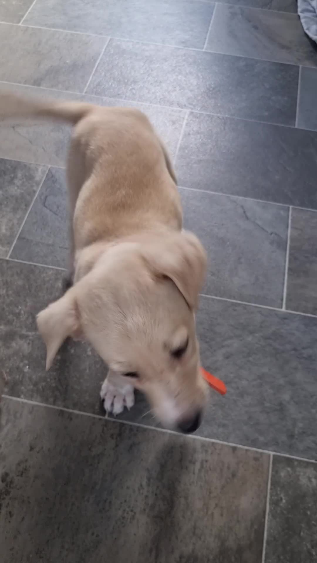 Lurcher dogs for sale: Lurcher pup forsale - Video 1