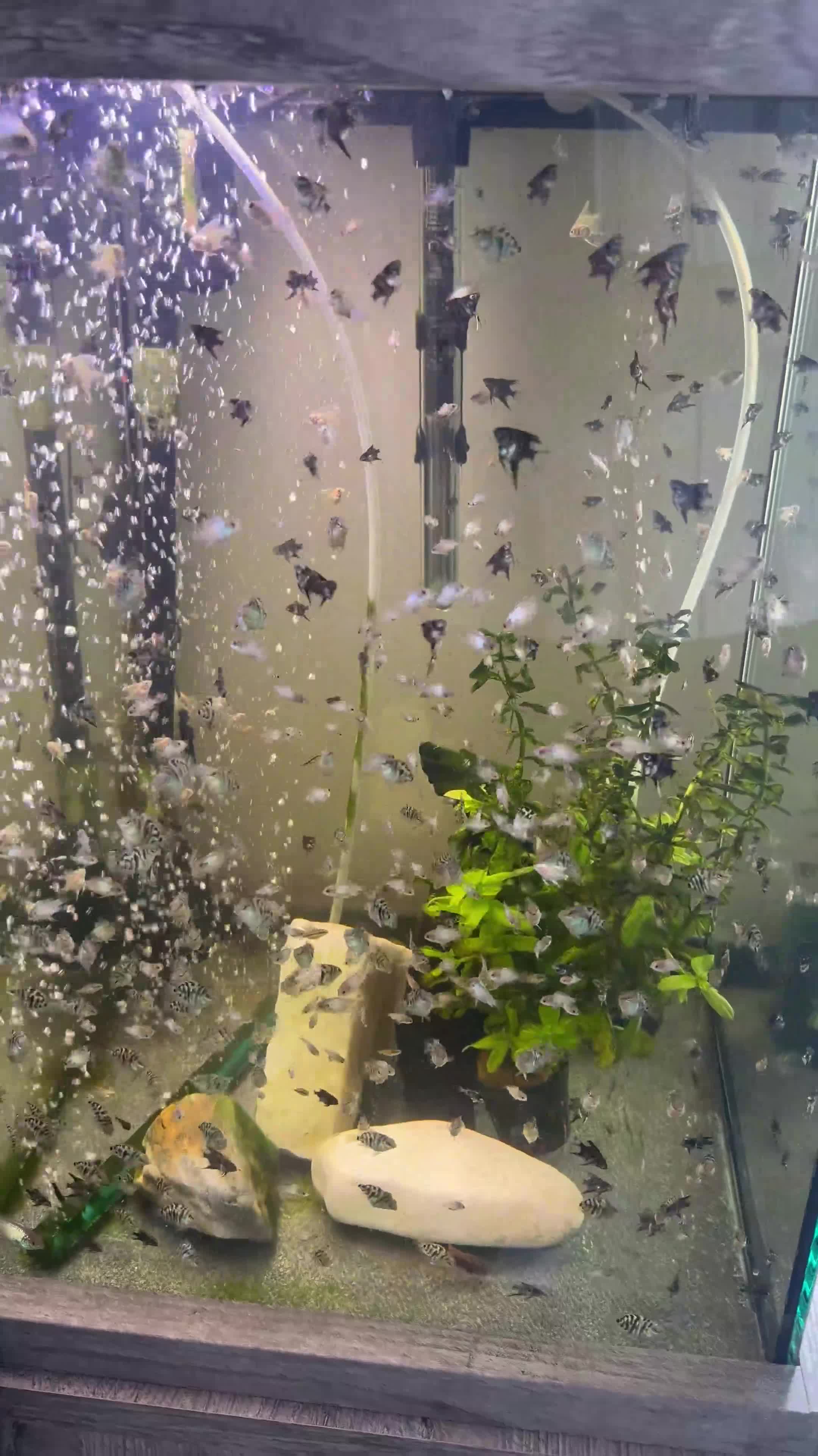 Cichlids fish for sale: Electric Blue Acara’s, Angelfish, Polar Parrots. in Glasgow - Video 1