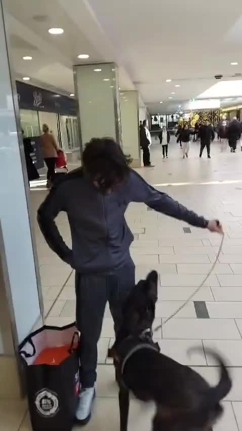 Belgian Shepherd Dog dogs for sale: 9 monthnold dutched shepurd  - Video 1