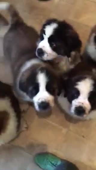 Saint Bernard dogs for sale: KC Reg Pups To Approved Homes. Health-tested line. - Video 1