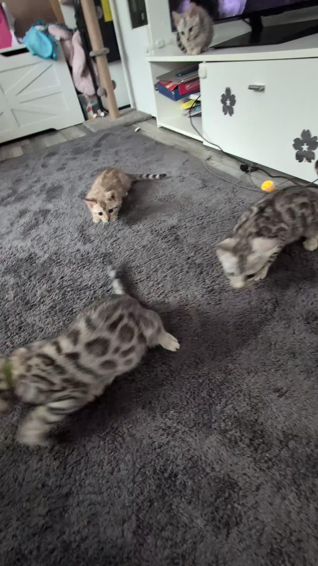 Bengal cats for sale: Beautiful Bengal kittens - Video 1