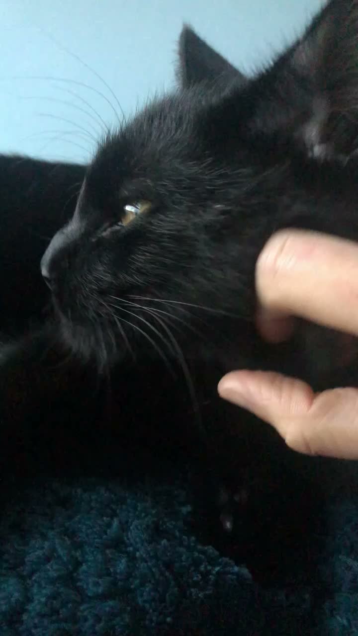 Domestic Shorthair cats for sale: Playful and loveable girl in need of a loving home - Video 1