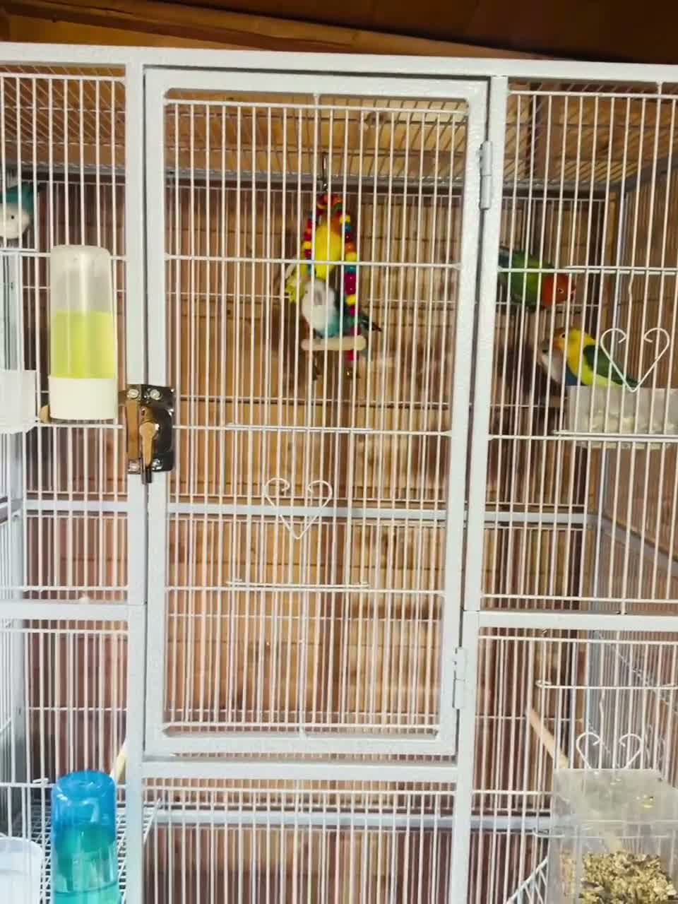 Lovebirds birds for sale: Beautiful Pair of Lovebirds 🐣🌈 - Video 2
