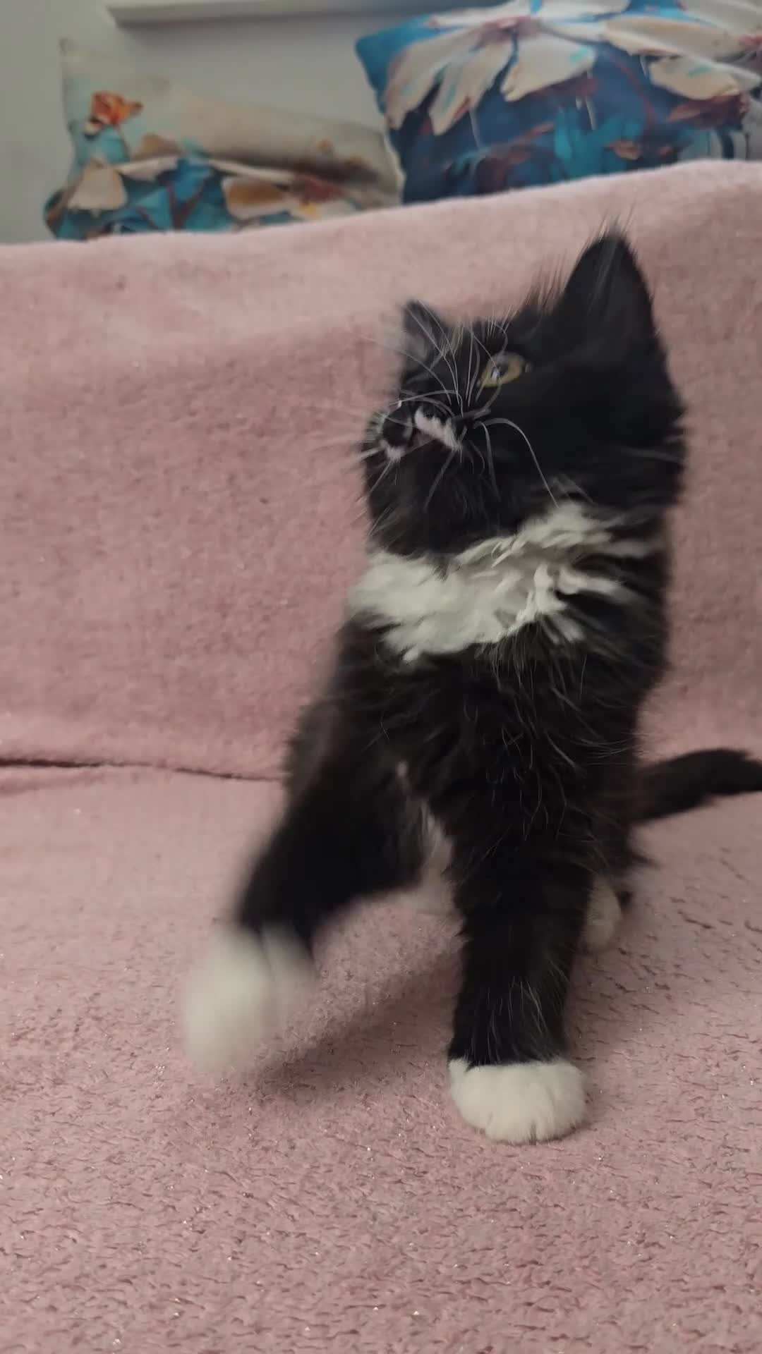 Turkish Angora cats for sale: 5 wonderful fur babies (4girls,1boy) - Video 4