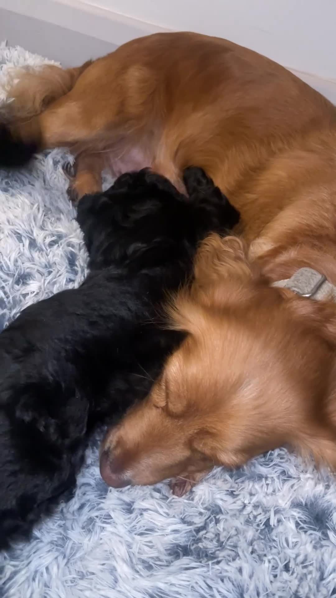 Cocker Spaniel dogs for sale: Beautiful Black Cocker Spaniel Girl - Video 1