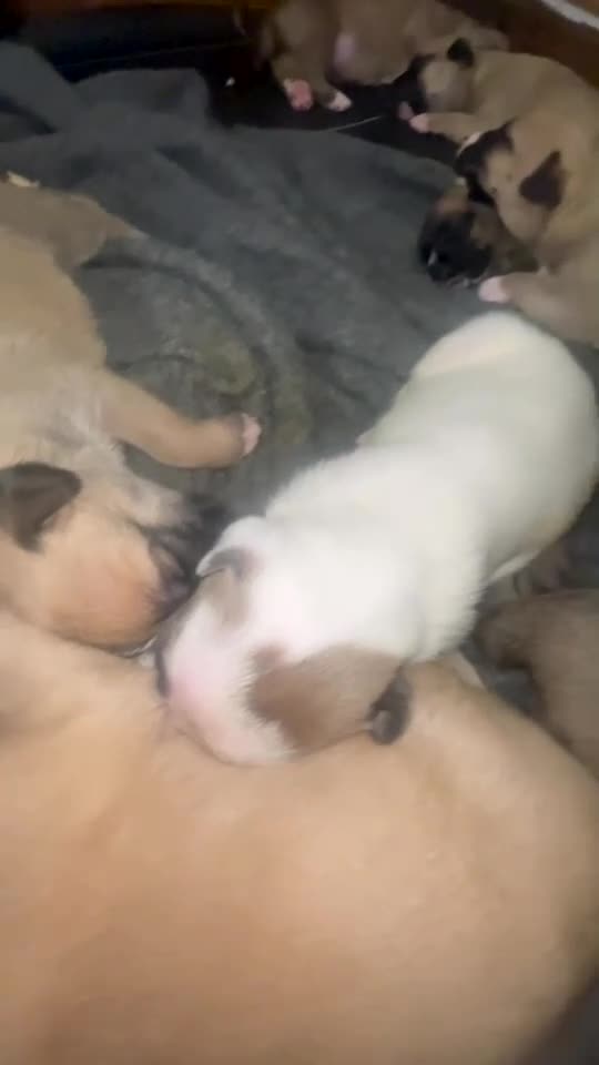 Mixed Breed dogs for sale: Belgian malinois X  - Video 1
