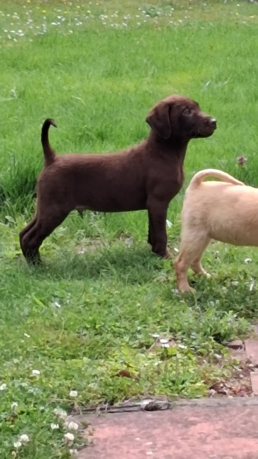 Labrador Retriever dogs for sale: Fantastic labrador pups  - Video 4