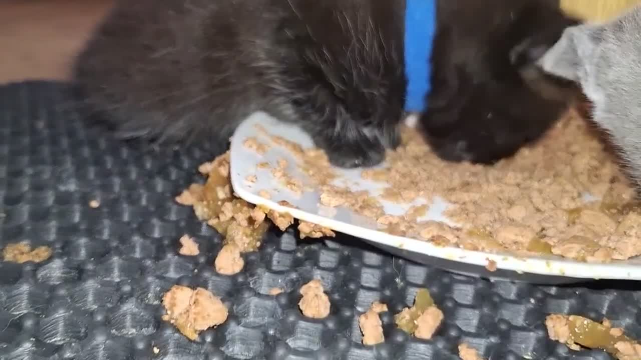 Mixed Breed cats for sale: male kitten - Video 1