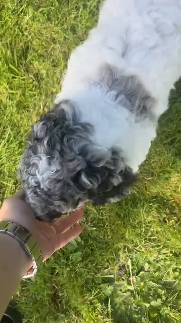 Cockapoo dogs for sale: Ready to go Cockapoos puppies 🐾🐾 - Video 4
