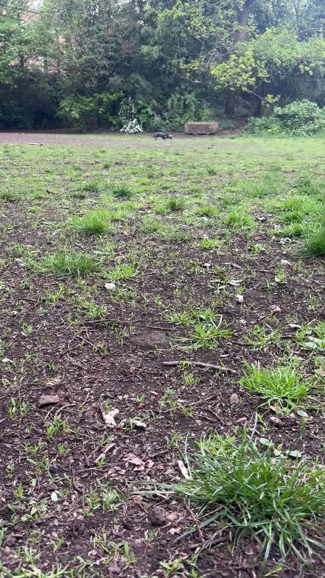 Miniature Dachshund dogs for stud: Blue KC Registered Miniature Daschund STUD in London - Video 2