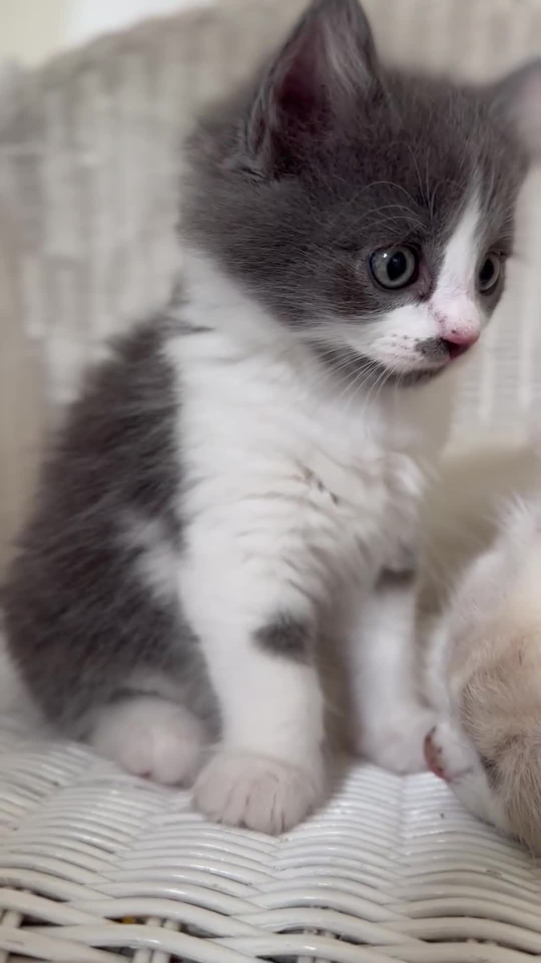 Ragdoll cats for sale: Gorgeous half pedigree Ragdoll kittens - Video 2