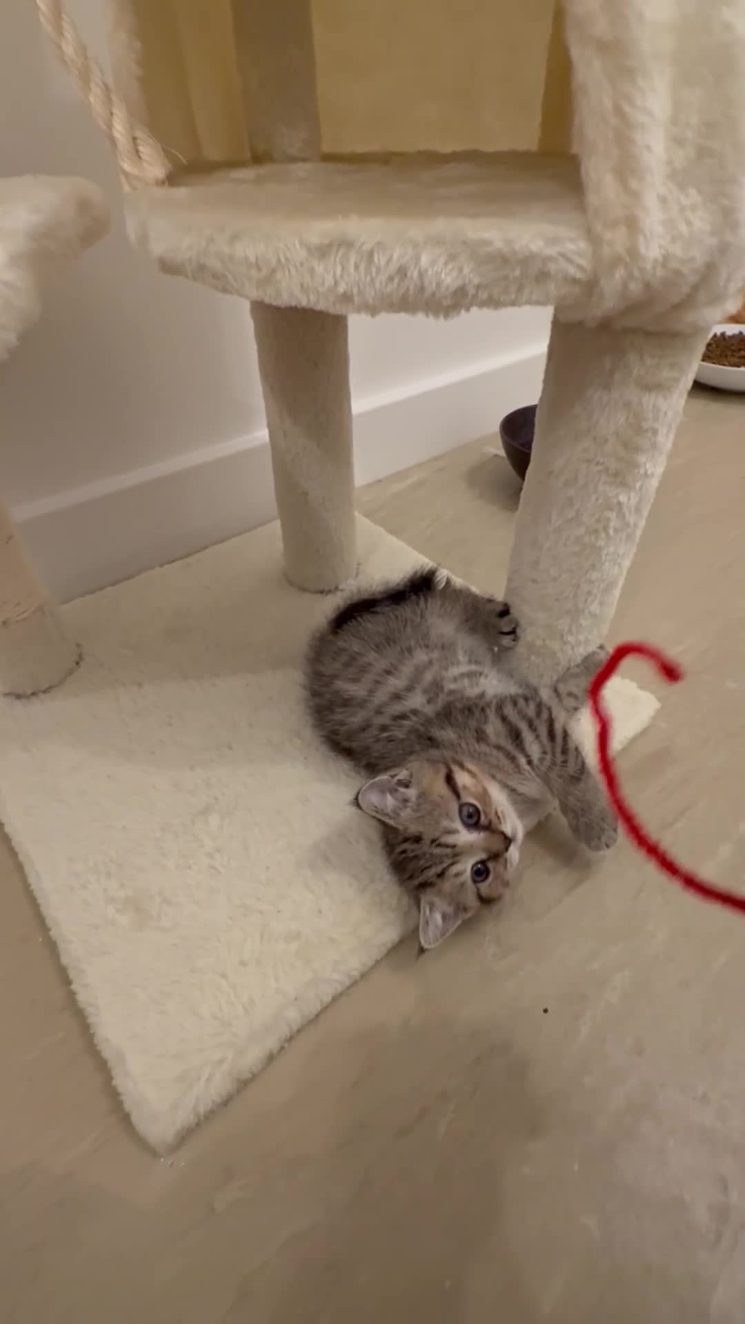 Scottish Fold cats for sale: Scottish Fold Kittens  - Video 3