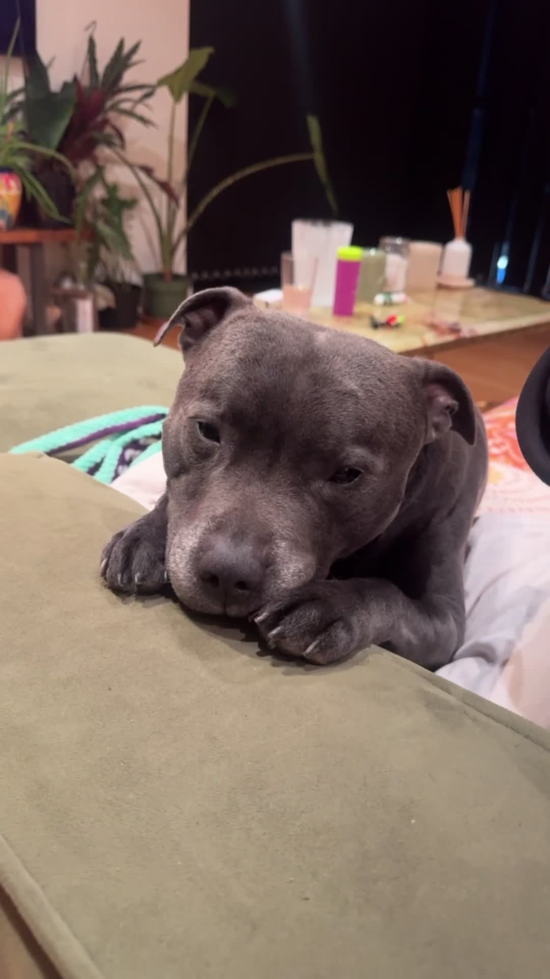 Staffordshire Bull Terrier dogs for stud: Athletic loving temperament blue staff stud in London - Video 1