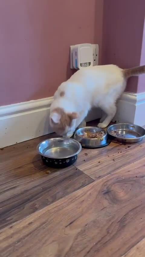 Domestic Shorthair cats for sale: Beautiful cat needs home asap  - Video 1