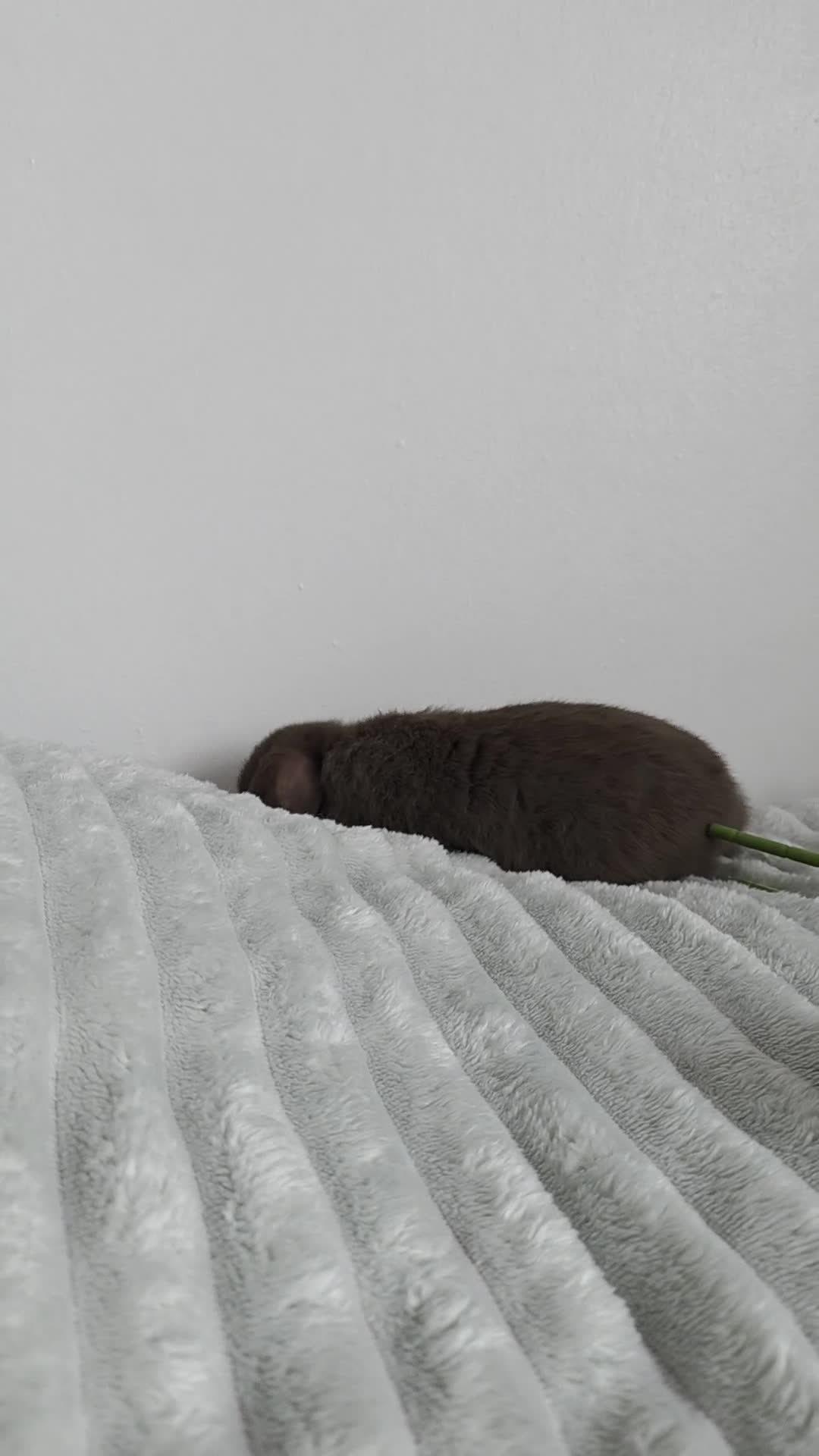 Mini Lop rabbits for sale: Left one brown mini lop girl!!! - Video 1