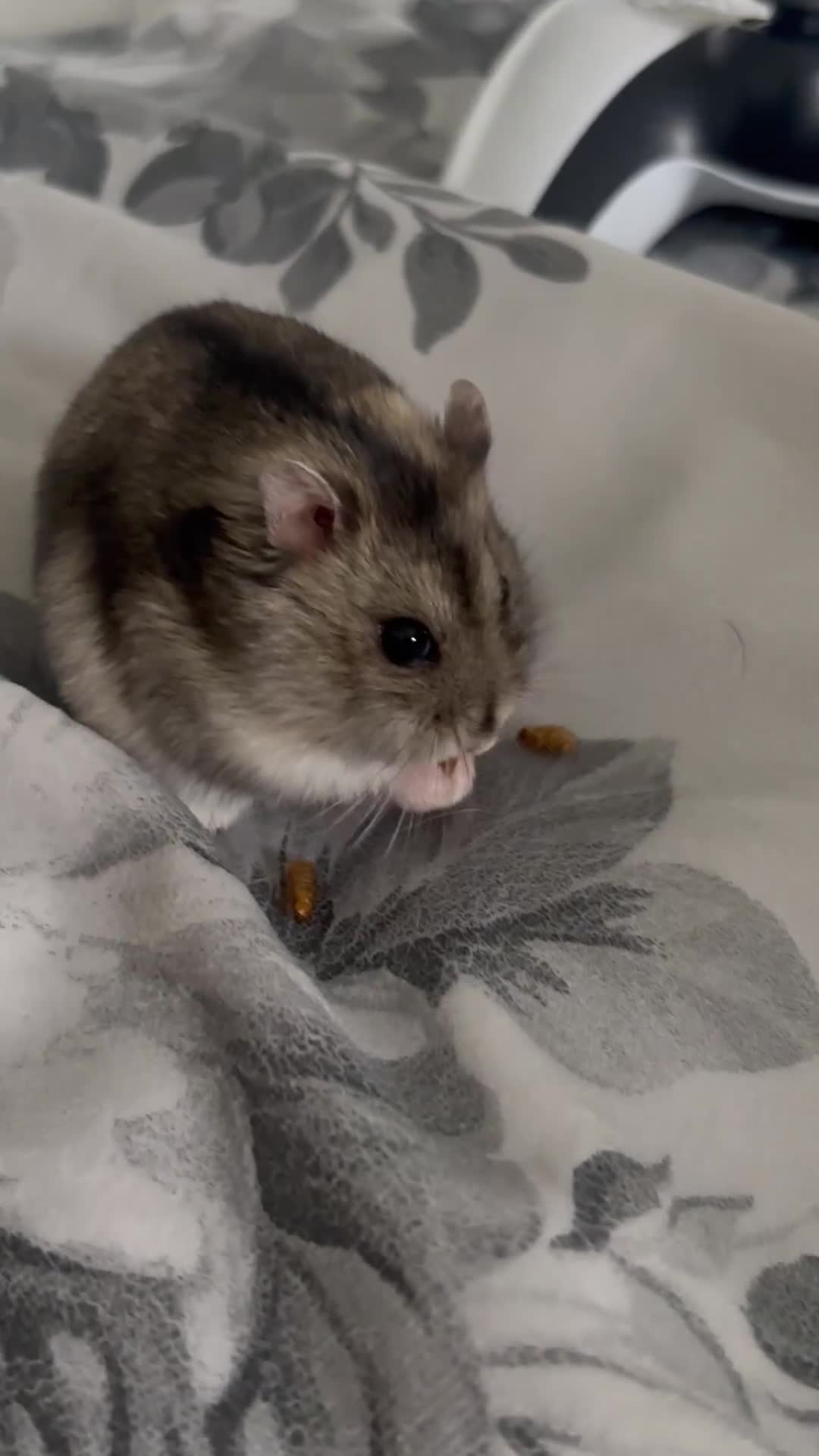 Hamster rodents for sale: Dwarf hamster for sale (need away asap)  - Video 1